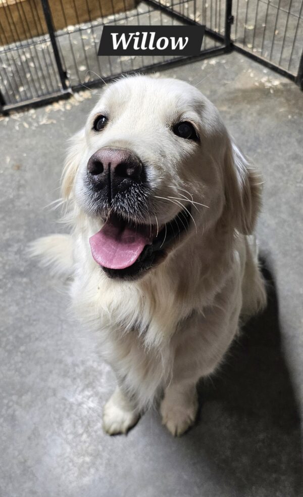 Puppy Waitlist - Image 9