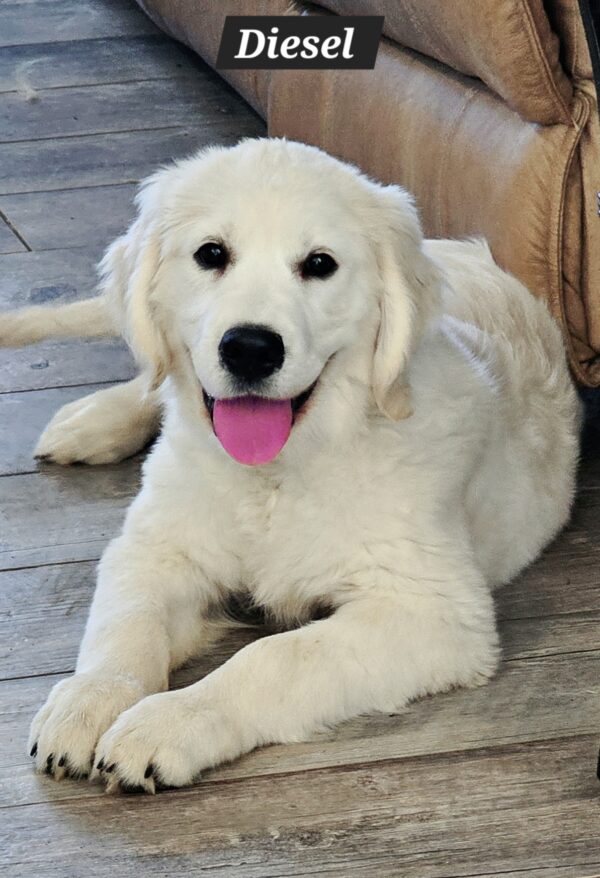 Snowy River's Vin Diesel Of Rus Pekos Krasavec (Sire) - Image 18