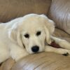 Snowy River's Vin Diesel Of Rus Pekos Krasavec (Sire) - Image 20