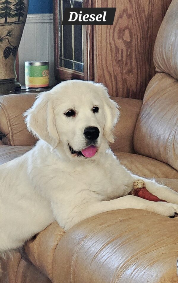 Snowy River's Vin Diesel Of Rus Pekos Krasavec (Sire) - Image 19