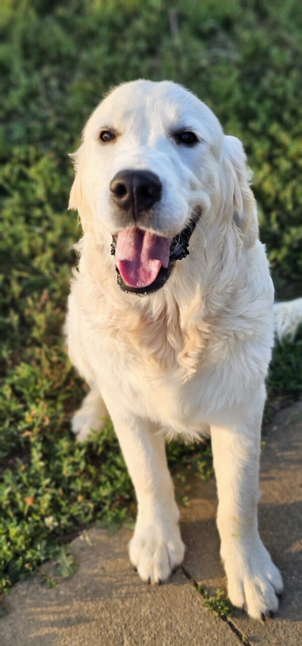 Puppy Waitlist - Image 15