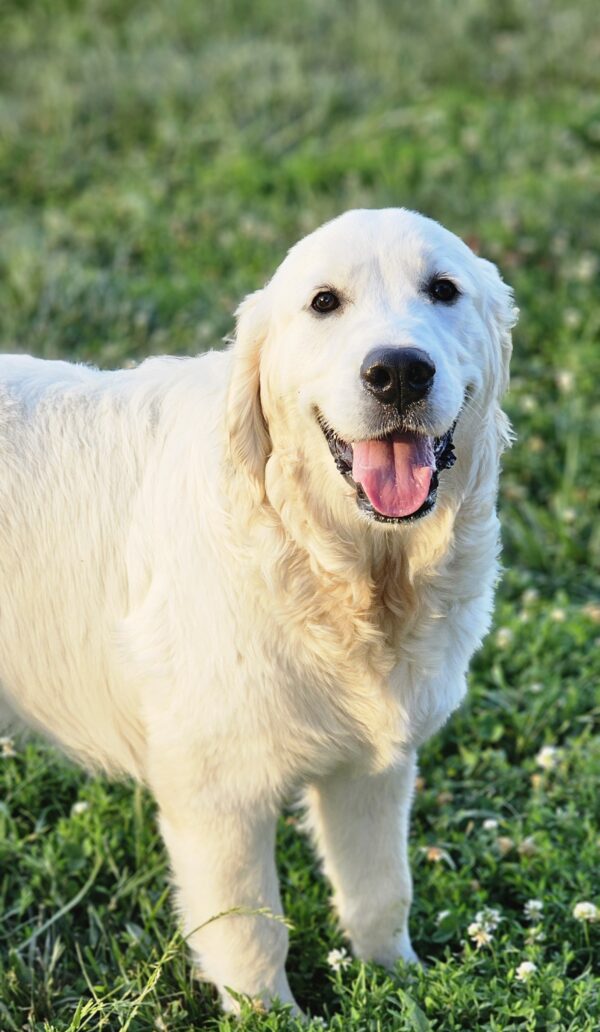 Puppy Waitlist - Image 12