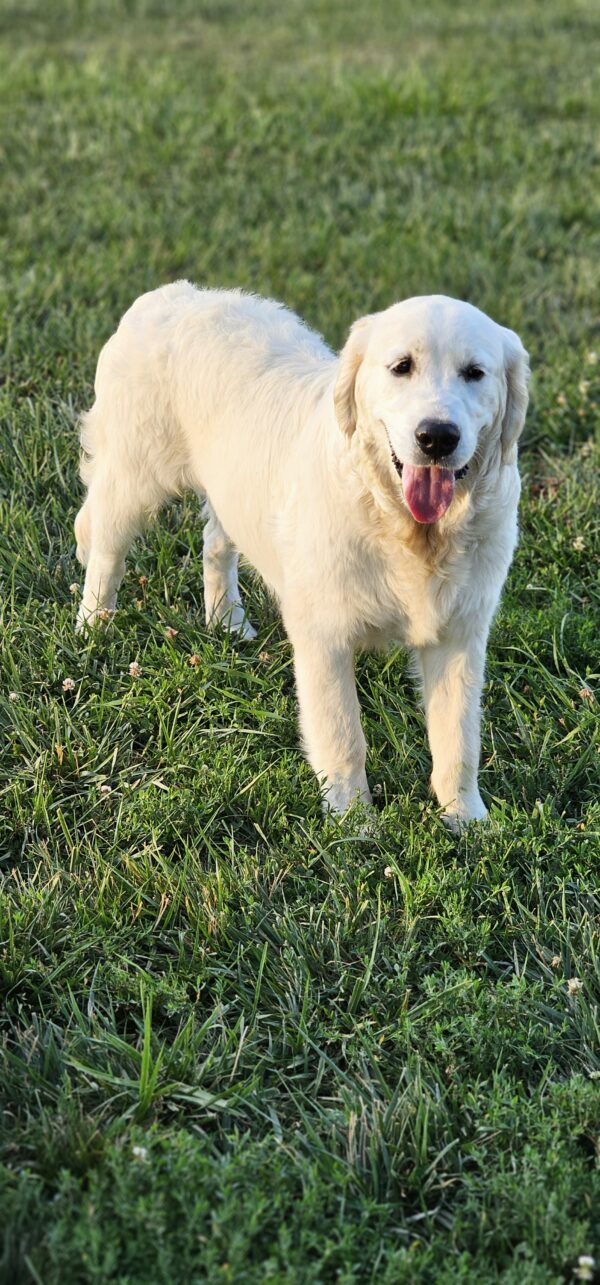 Puppy Waitlist - Image 16