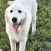 Snowy River's Vin Diesel Of Rus Pekos Krasavec (Sire) - Image 16