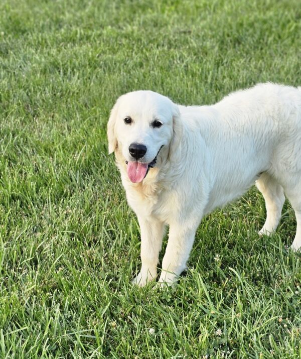 Puppy Waitlist - Image 6