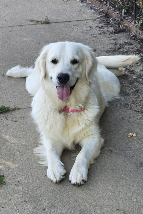 (Expecting puppies February 2026)Snowy River's Raven's Gypsy Legacy Of Poncho (Dam)