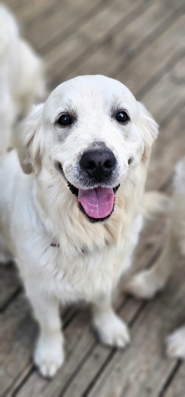 Puppy Waitlist - Image 3
