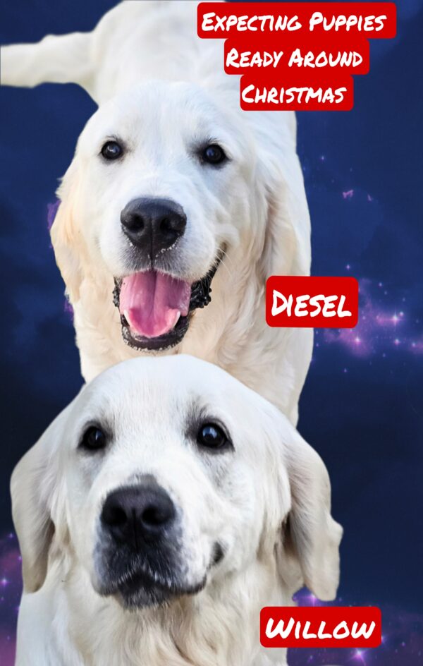 Puppy Waitlist