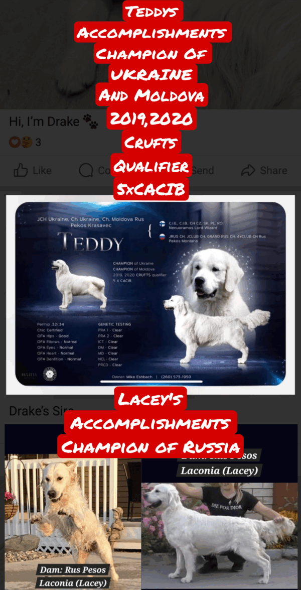 Puppy Waitlist - Image 2
