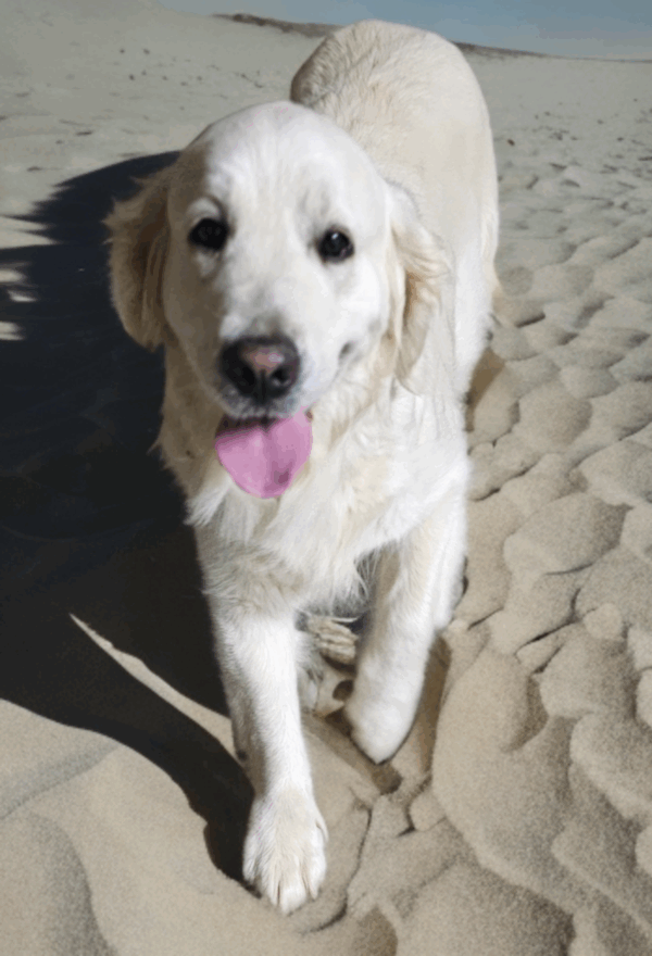 Puppy Waitlist - Image 8