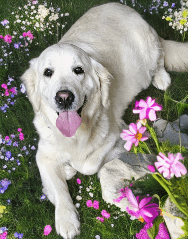 Puppy Waitlist - Image 5