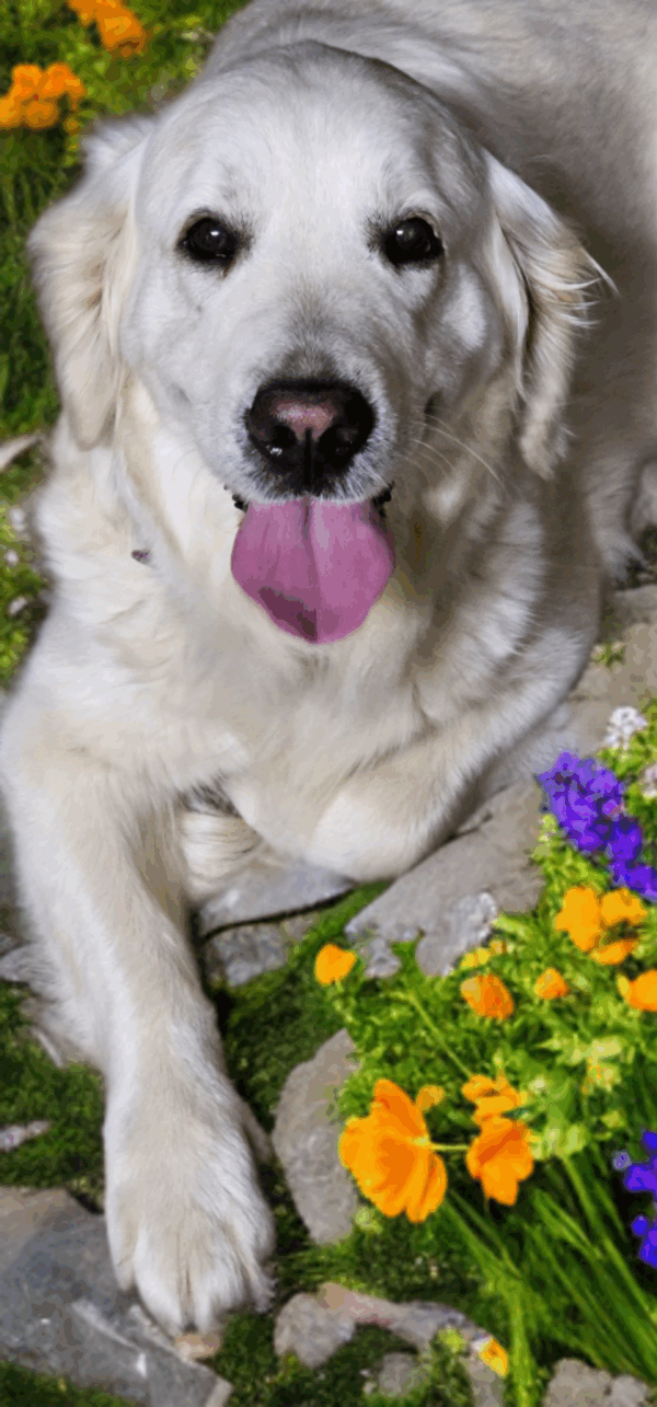 Puppy Waitlist - Image 4