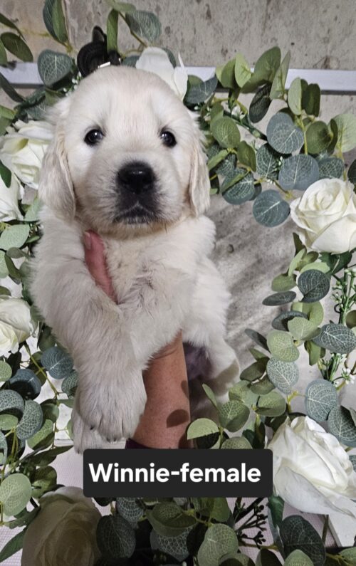 Winnie-female (Reserved)