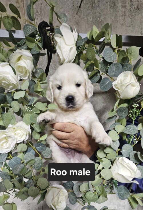 Roo-male (Reserved)