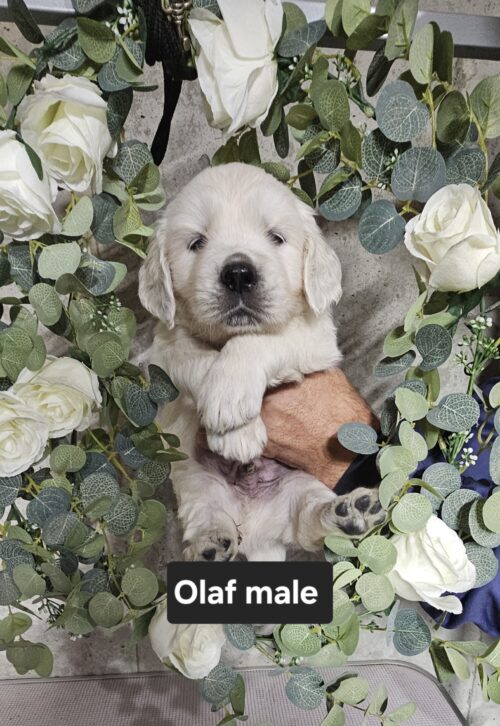 Olaf-male (Reserved)