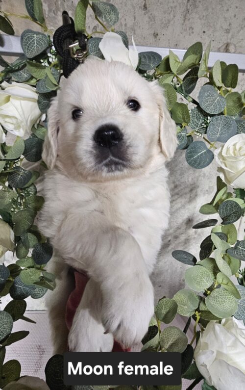 Moon-female (Reserved)