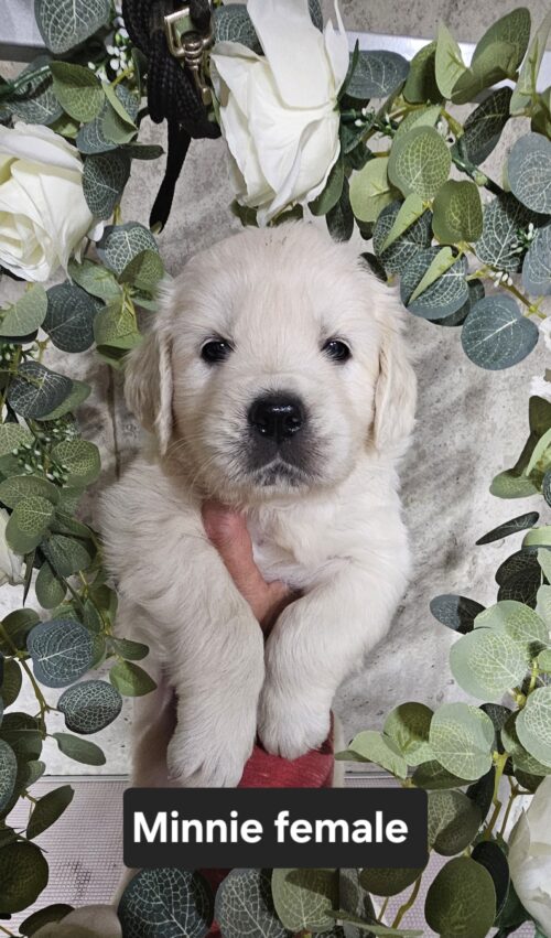 Minnie-female (Reserved)