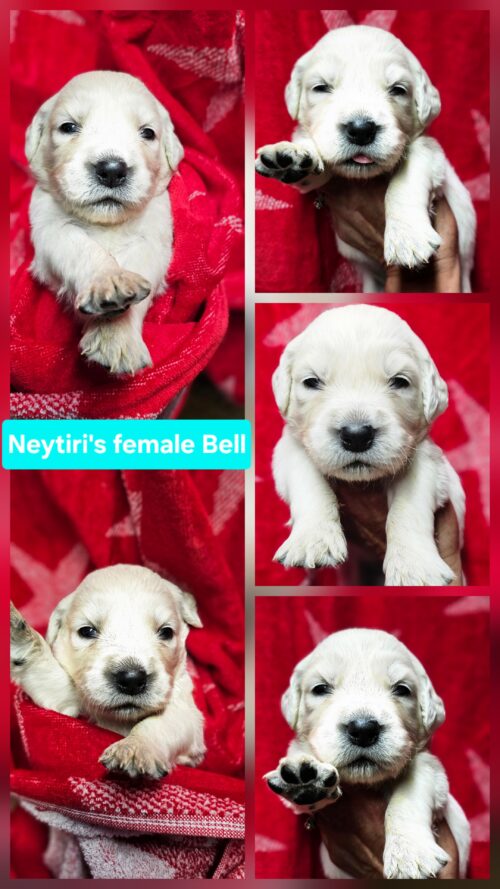 Bell light blue collar female born 05-10-26