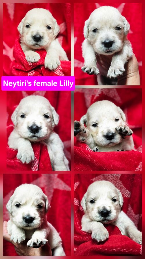 Lilly pink collar female born 05-10-26
