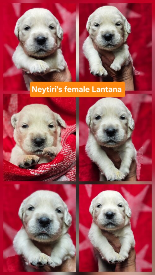 Lantana orange collar female born 05-10-26