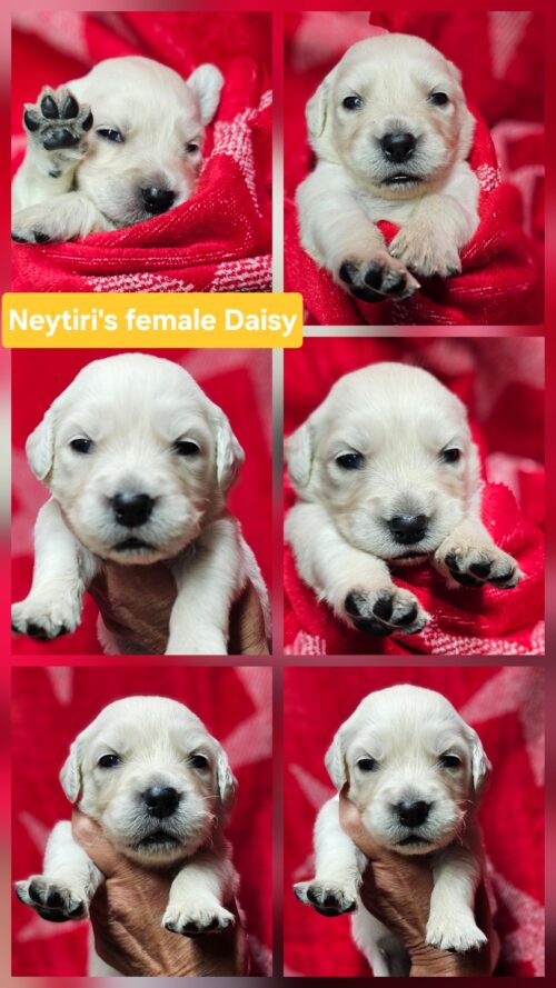 Daisy yellow collar female born 05-10-26