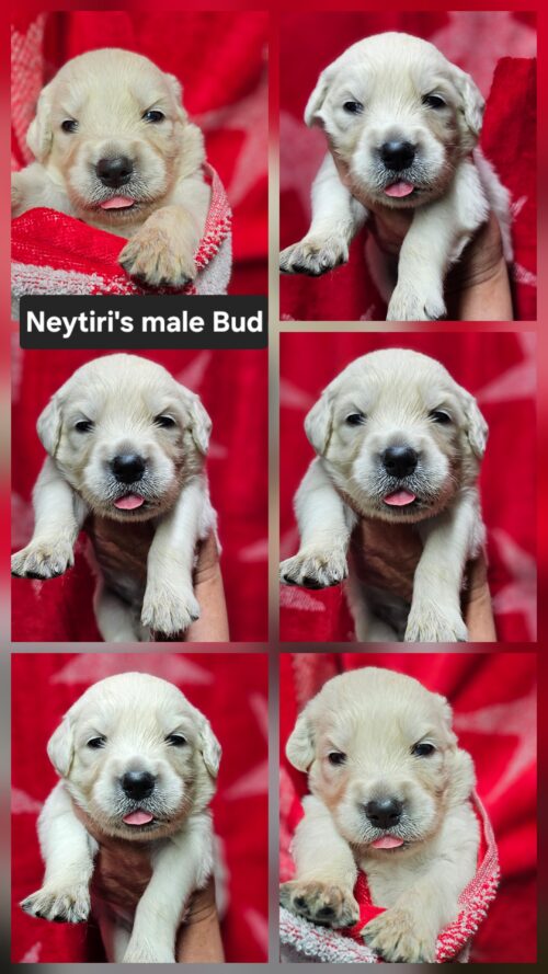 Bud black collar male born 05-10-26