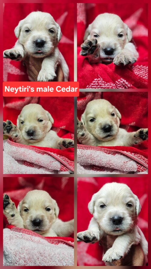 Cedar red collar male born 05-10-26