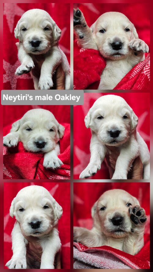 Oakley grey collar male born 05-10-26