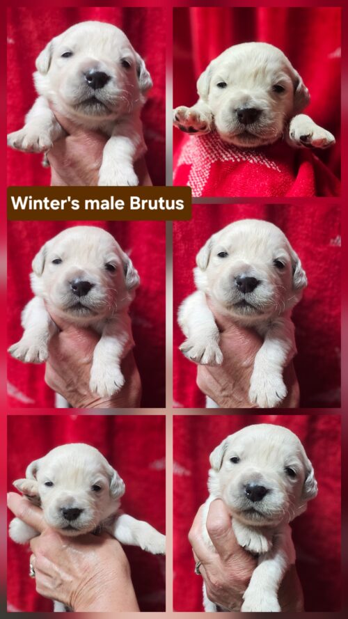 Brutus brown collar male born 05-15-26