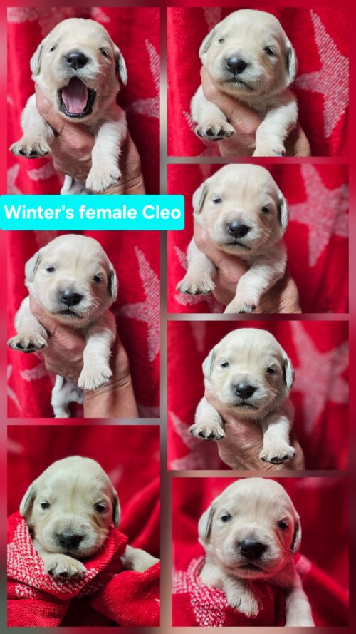 Cleo light blue collar female born 05-15-26