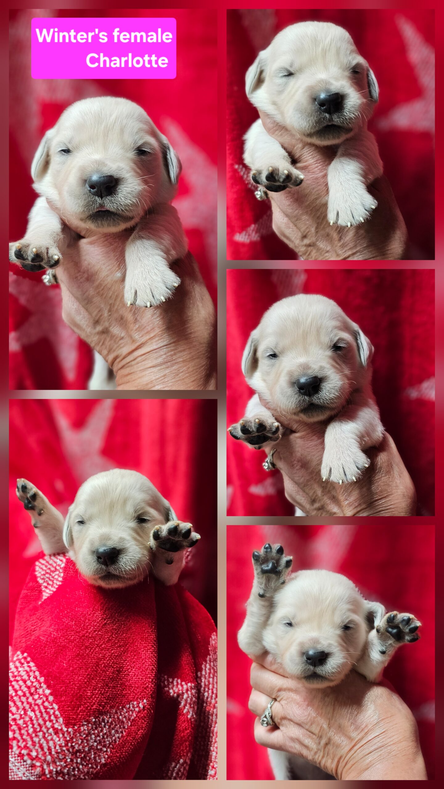 Charlotte pink collar female born 05-15-26