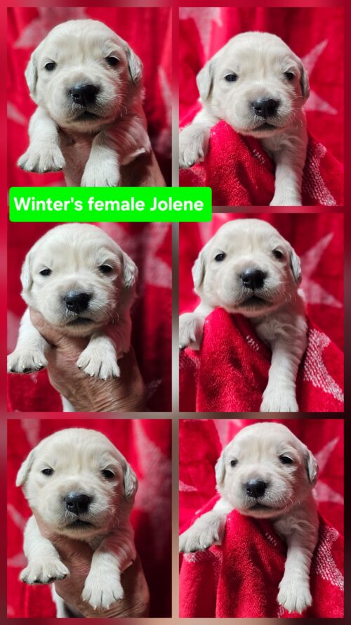 Jolene green collar female born 05-15-26