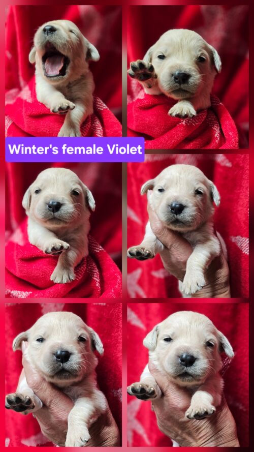Violet purple collar female born 05-15-26