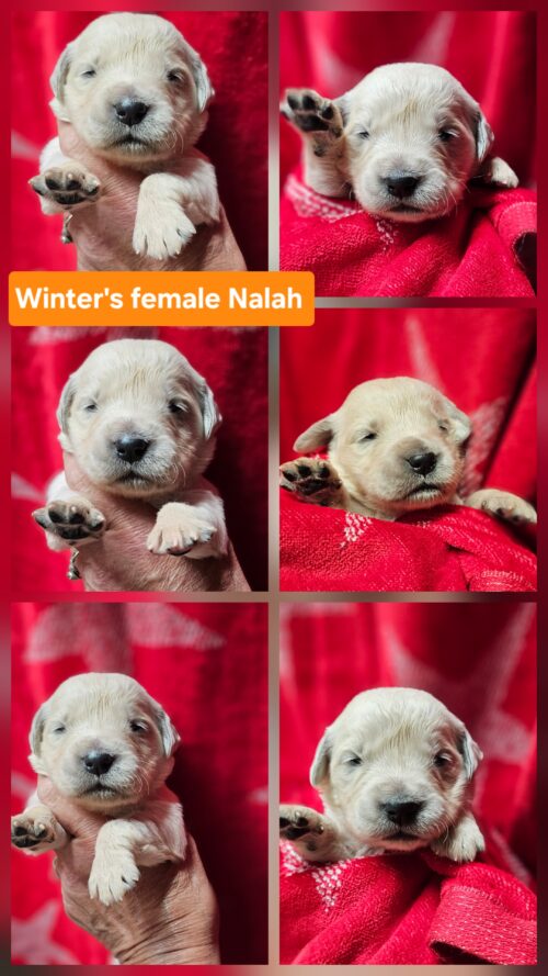 Nalah orange collar female born 05-15-26