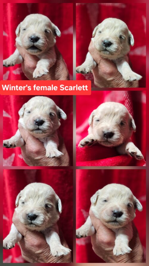 Scarlett red collar female born 05-15-26