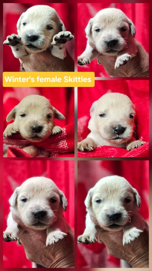 Skittles yellow collar female born 05-15-26