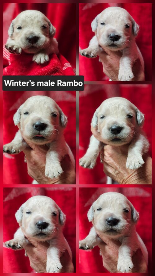 Rambo black collar male born 05-15-26