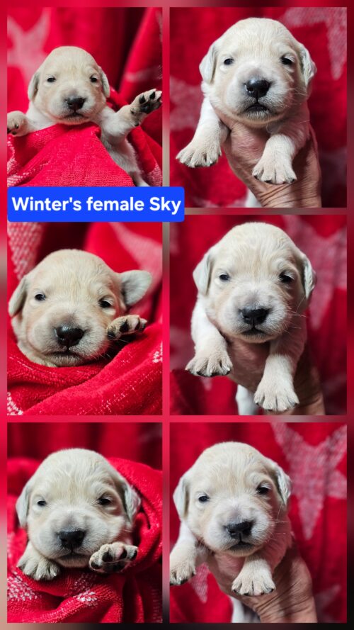 Sky Royal blue collar female born 05-15-26