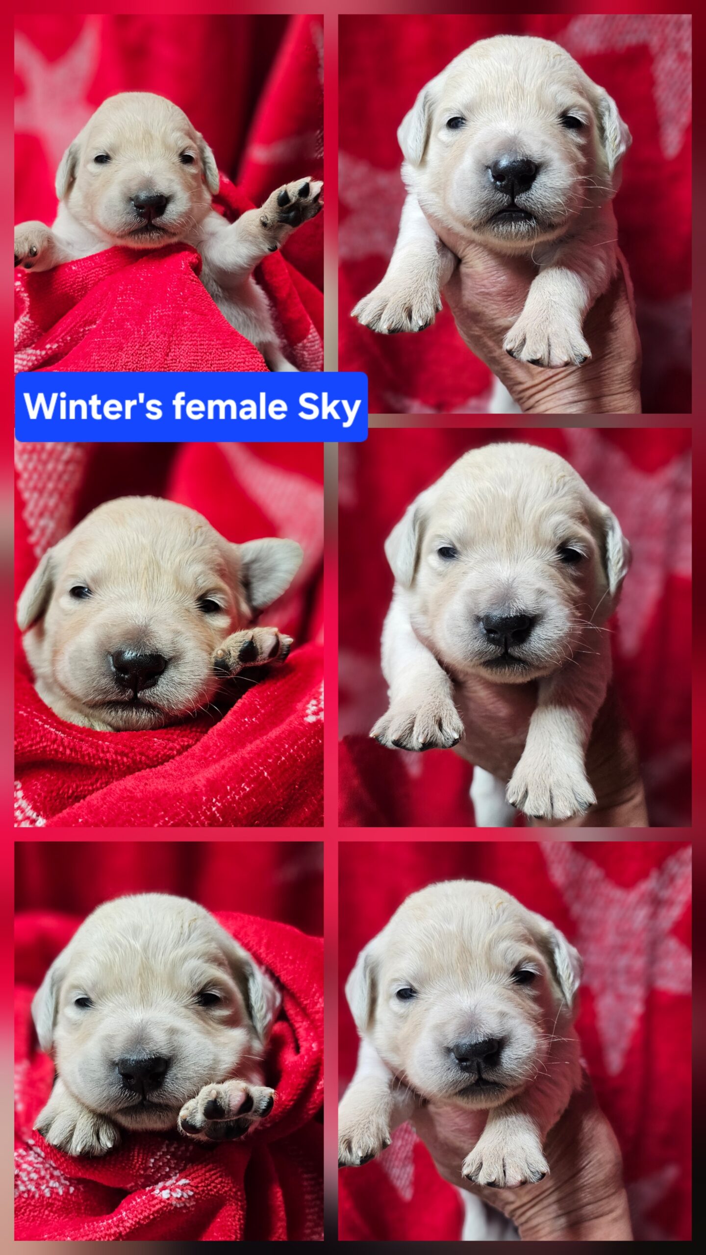 Sky Royal blue collar female born 05-15-26