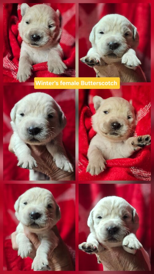 Butterscotch tan collared female born 05-15-26