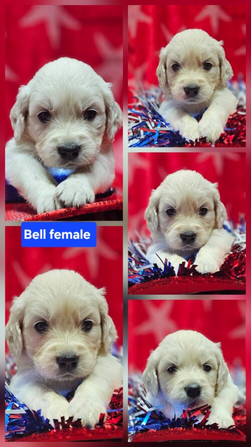 Bell light blue collar female born 05-10-26