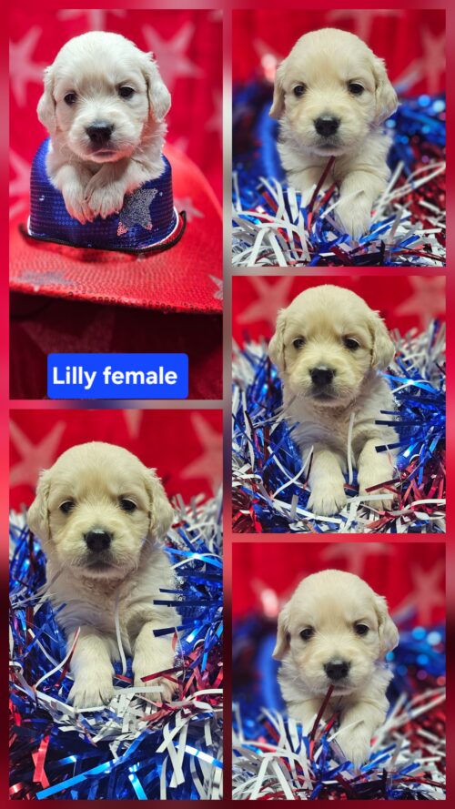 Lilly pink collar female born 05-10-26