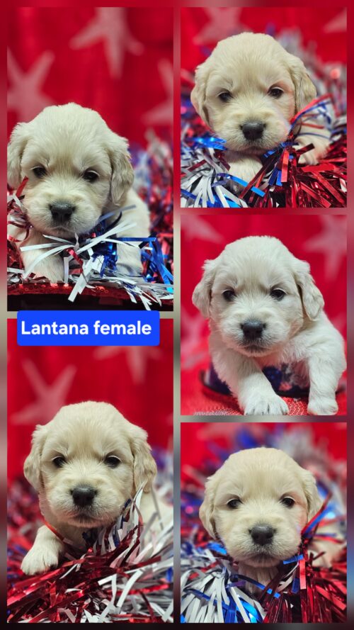 Lantana orange collar female born 05-10-26