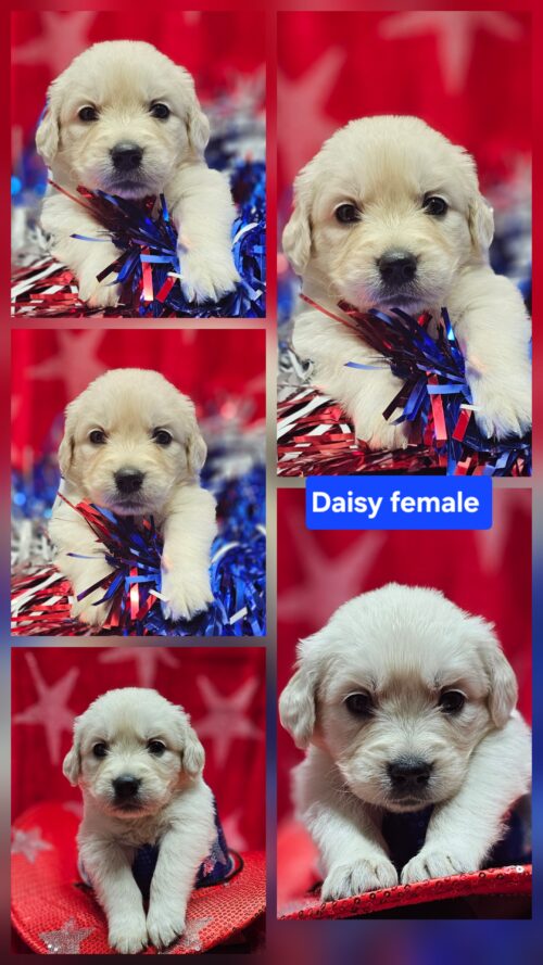 Daisy yellow collar female born 05-10-26