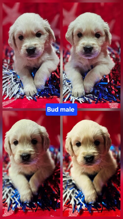 Bud black collar male born 05-10-26
