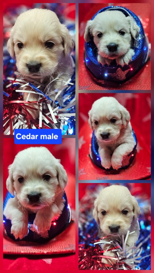 Cedar red collar male born 05-10-26