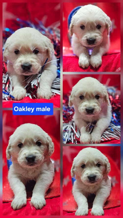 Oakley grey collar male born 05-10-26