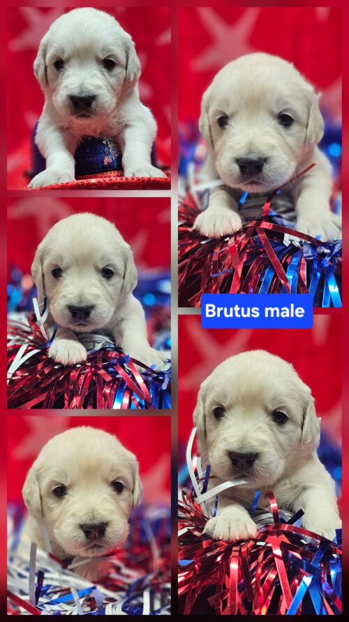 Brutus brown collar male born 05-15-26