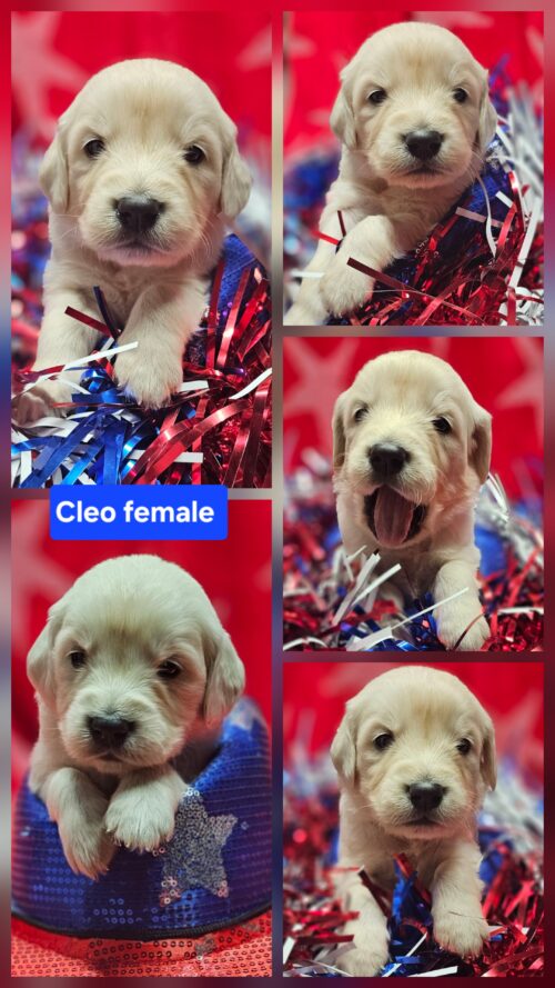 Cleo light blue collar female born 05-15-26