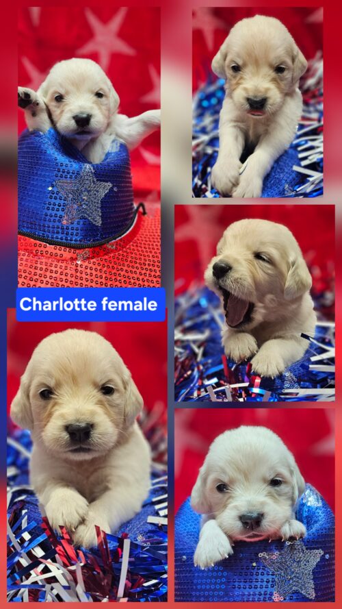 Charlotte pink collar female born 05-15-26